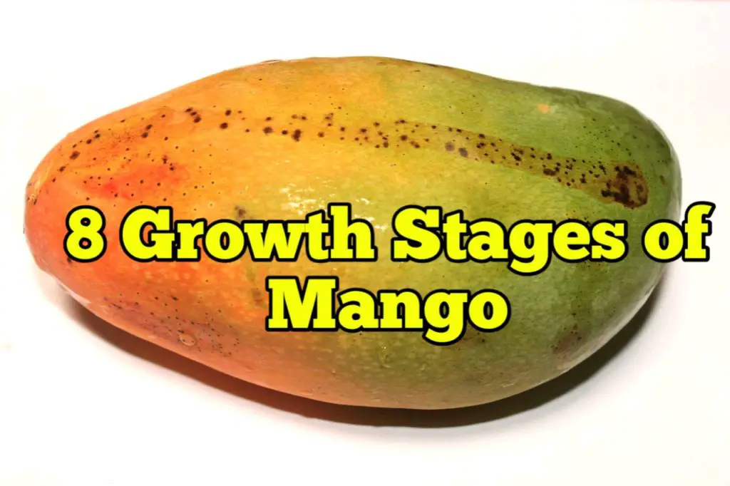 Growth Stages of Mango, Life Cycle