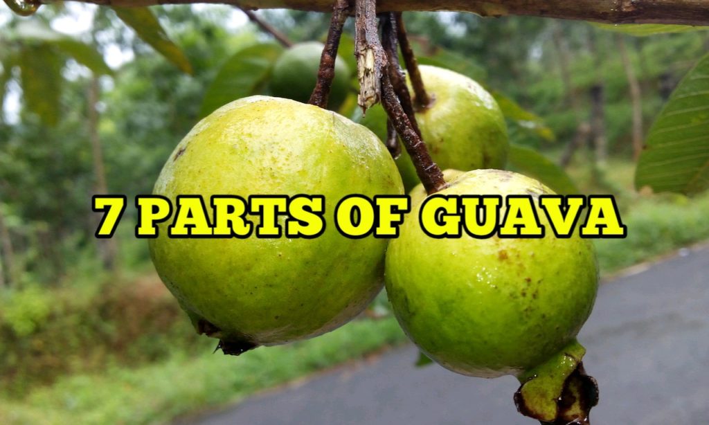 Parts of Guava