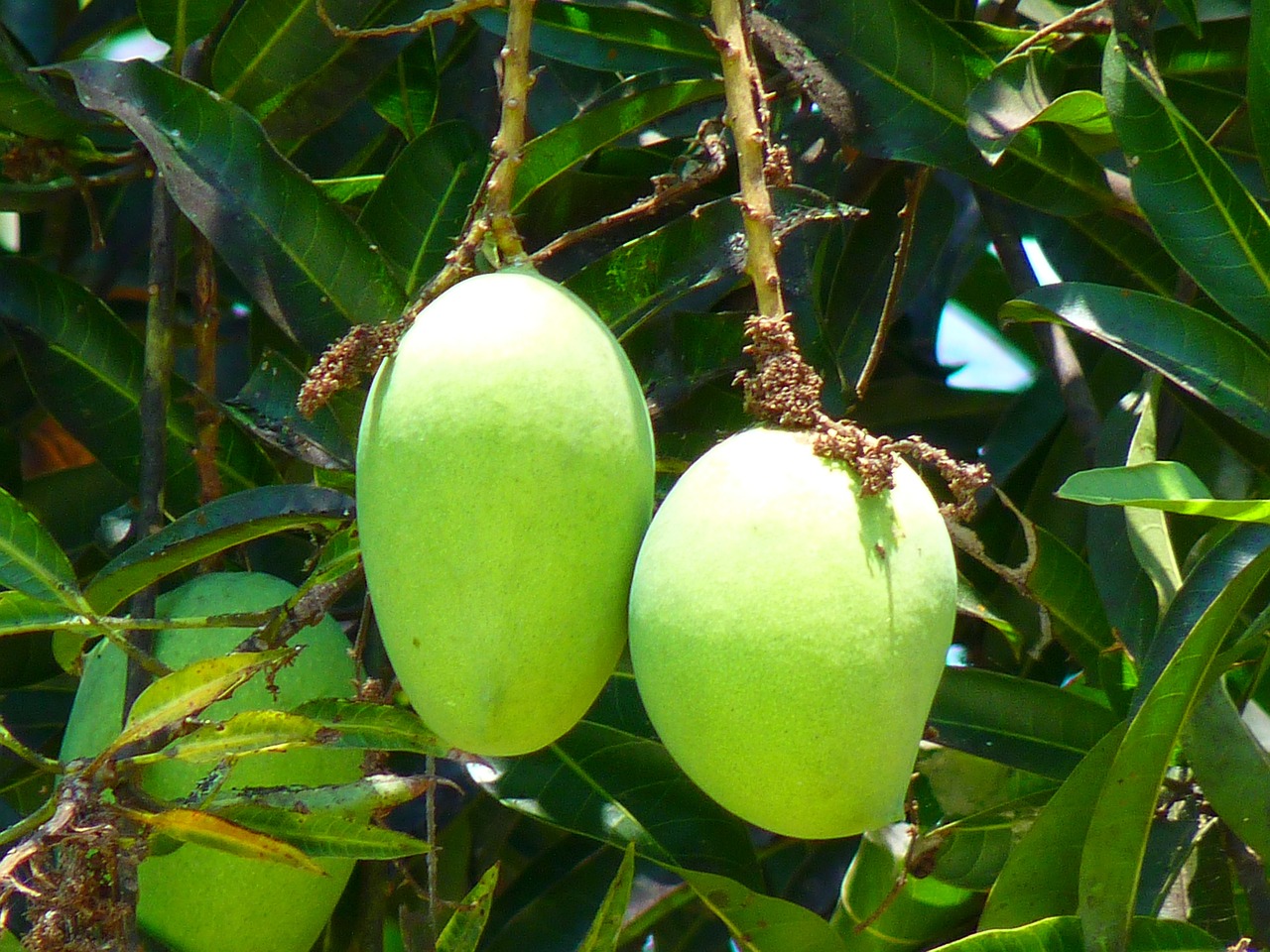 mango tree growth stages