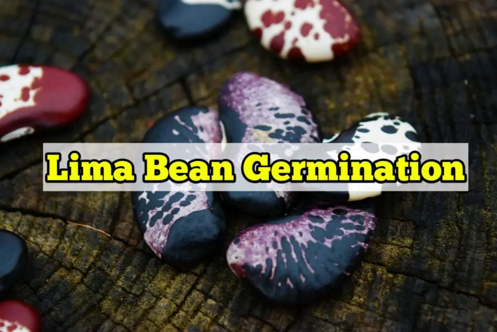 Lima Bean Germination