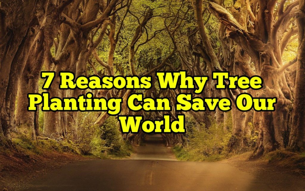 Reasons Why Tree Planting Can Save Our World