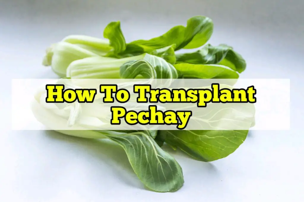 How to transplant pechay