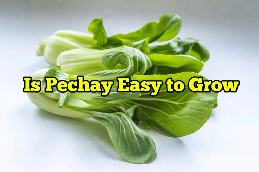 Is Pechay Easy to Grow