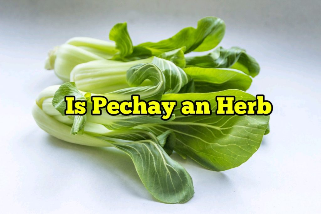 Is Pechay an Herb