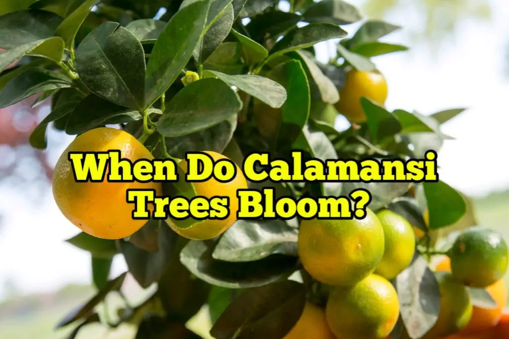 When do calamansi trees bloom