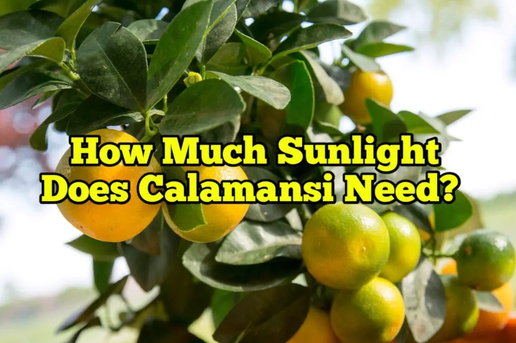 How much sunlight does calamansi need