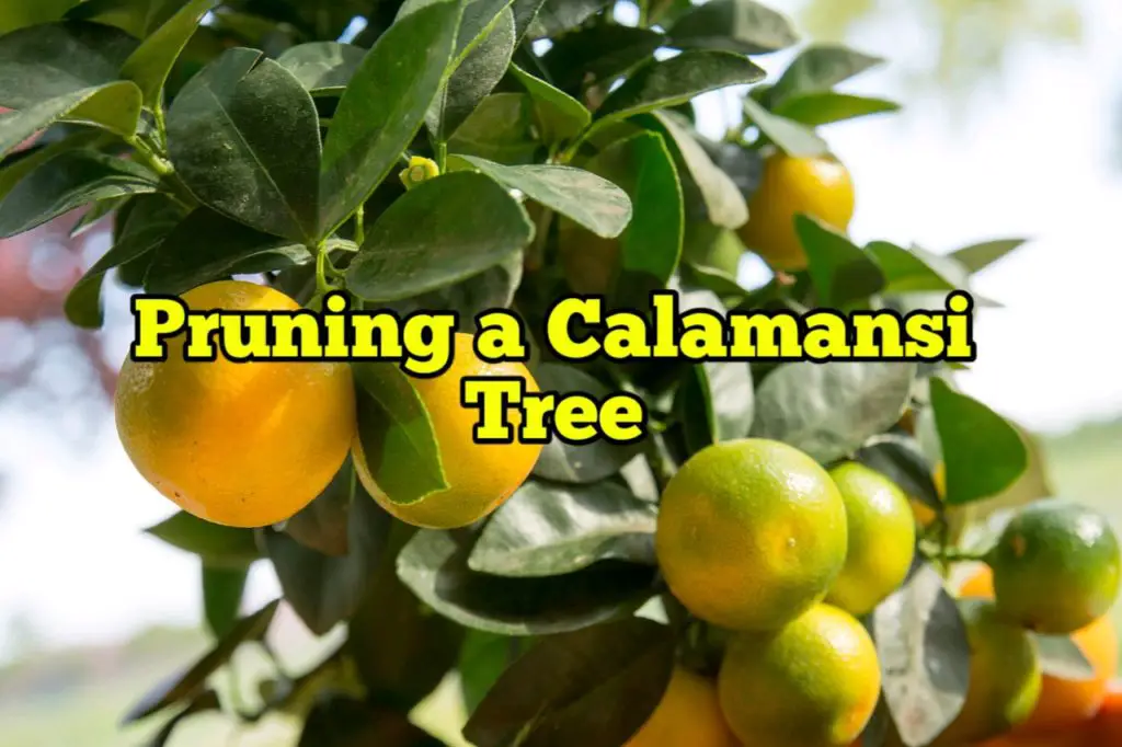 Pruning a Calamansi tree