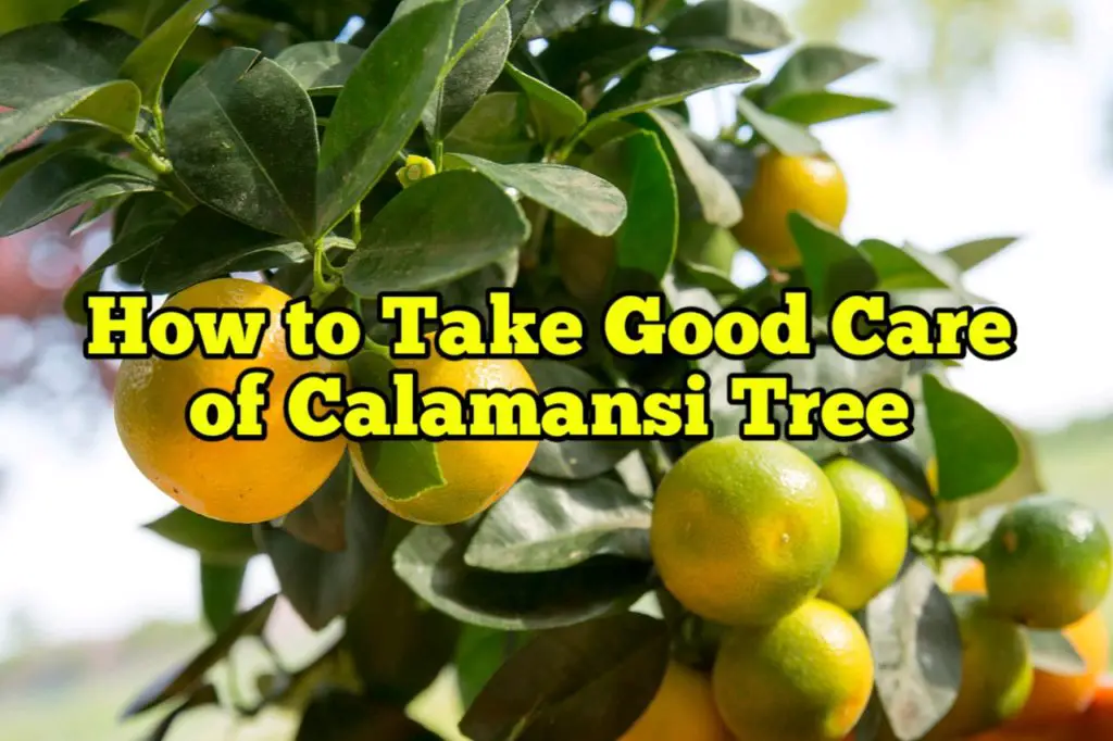 How to Take good care of calamansi tree