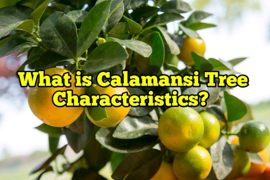 What is Calamansi Tree characteristics