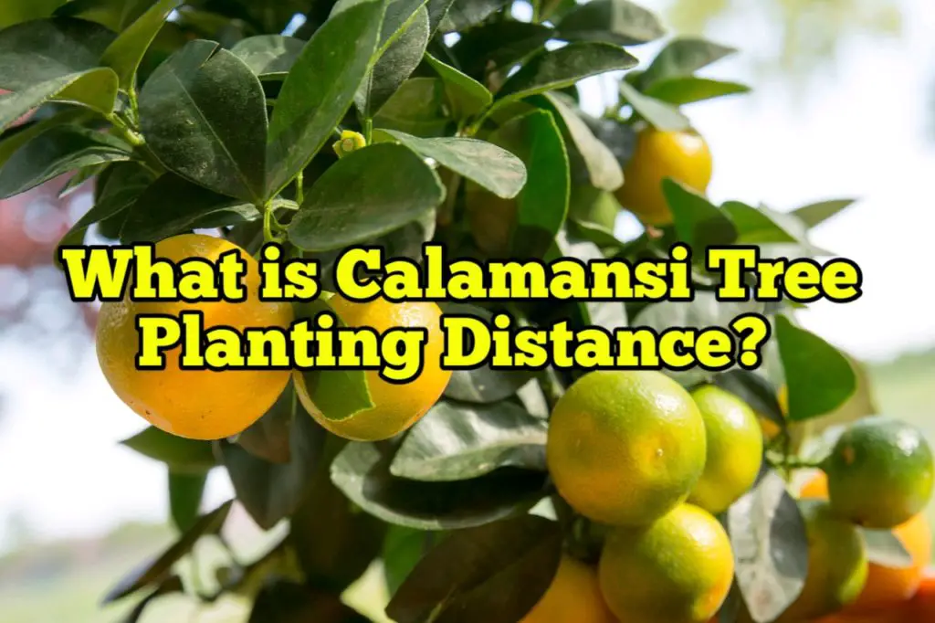 What is Calamansi Tree Planting distance