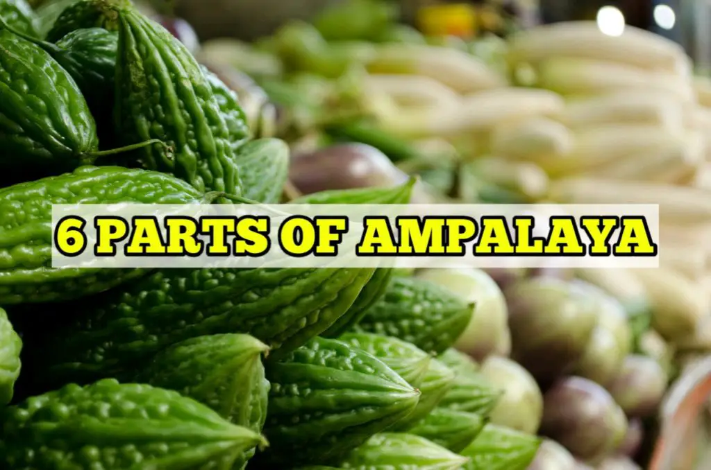Parts of Ampalaya