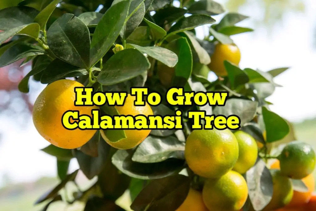How to Grow Calamansi Tree