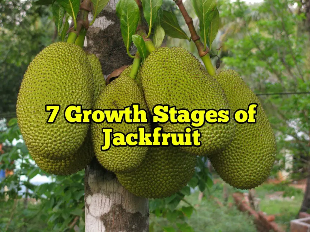 Growth Stages of Jackfruit, Life Cycle