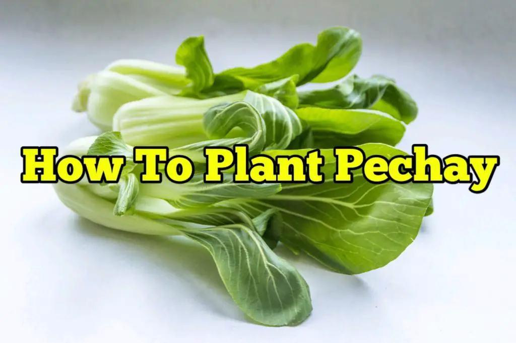 How to Plant Pechay