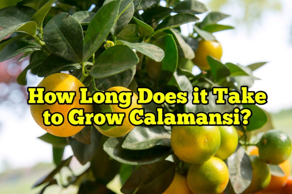 How Long Does it Take to Grow Calamansi