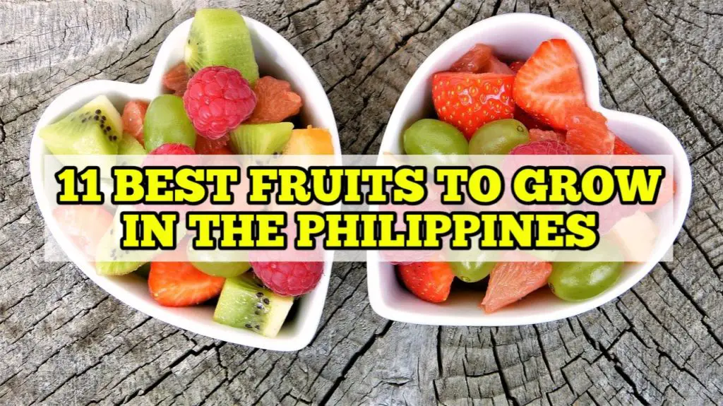 Best Fruits to Grow in the Philippines