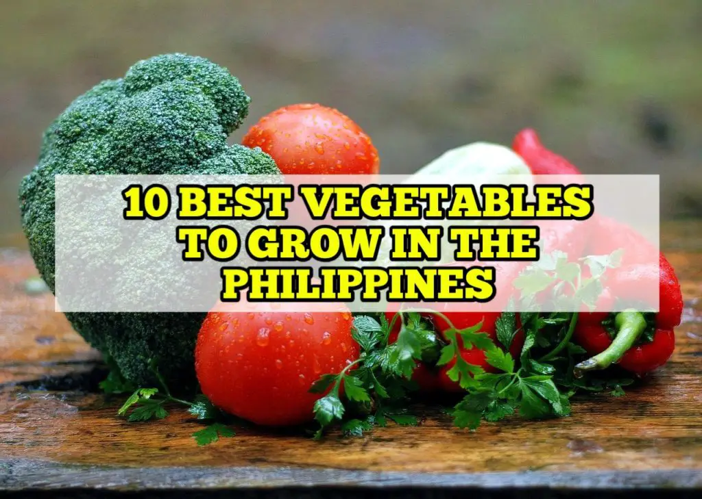 Best Vegetable to Grow in the Philippines