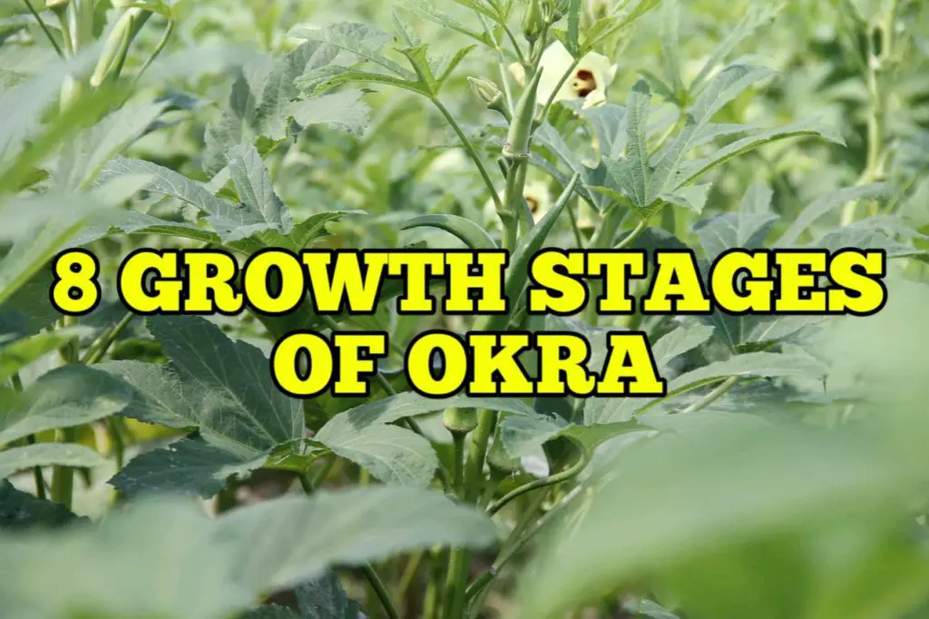 Growth Stages of Okra, Life Cycle