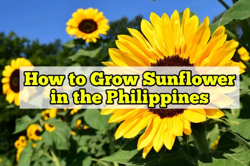How to Grow Sunflower in the Philippines