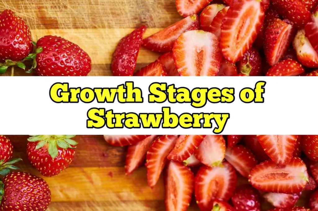 Growth Stages of Strawberry, Life Cycle