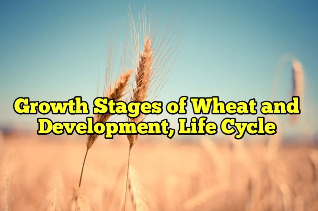 Growth Stages of Wheat and Development, Life Cycle
