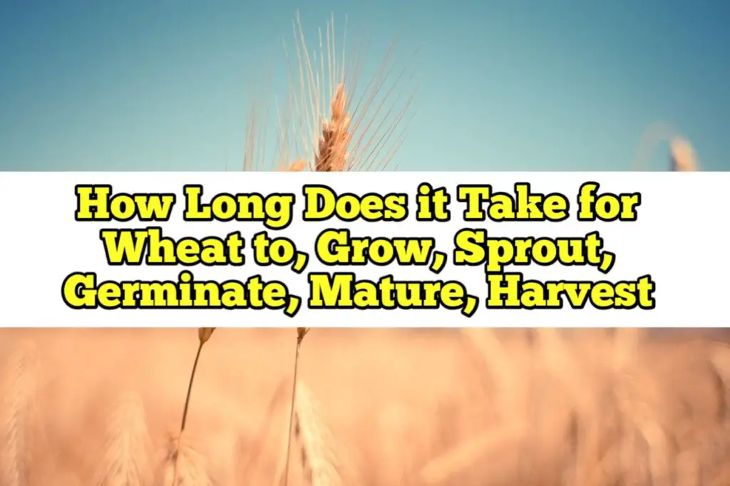 How Long Does it Take for Wheat to, Grow, Sprout, Germinate, Mature, Harvest