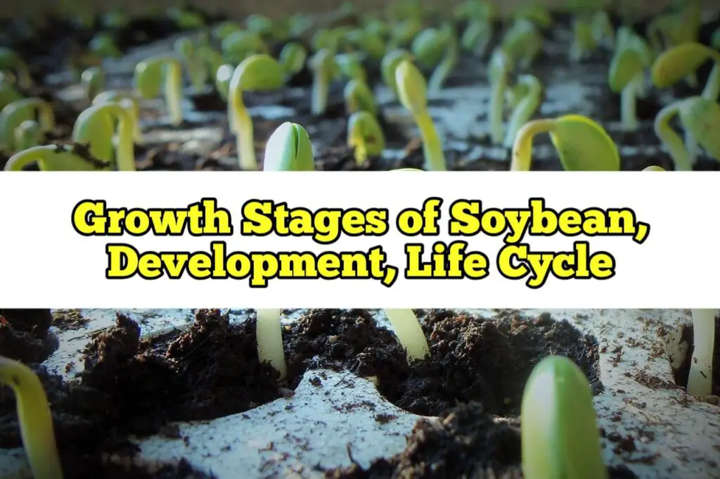 Growth Stages of Soybean, Development, Life Cycle