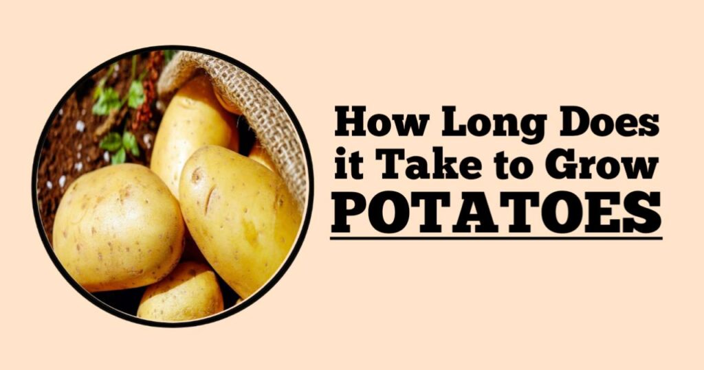 How Long Does it Take to Grow Potatoes