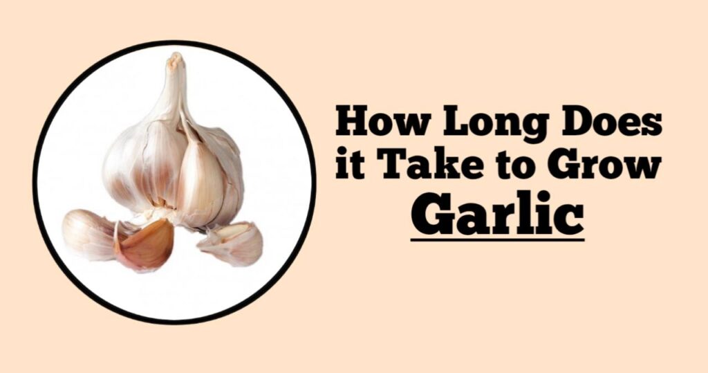 How Long Does it Take to Grow Garlic