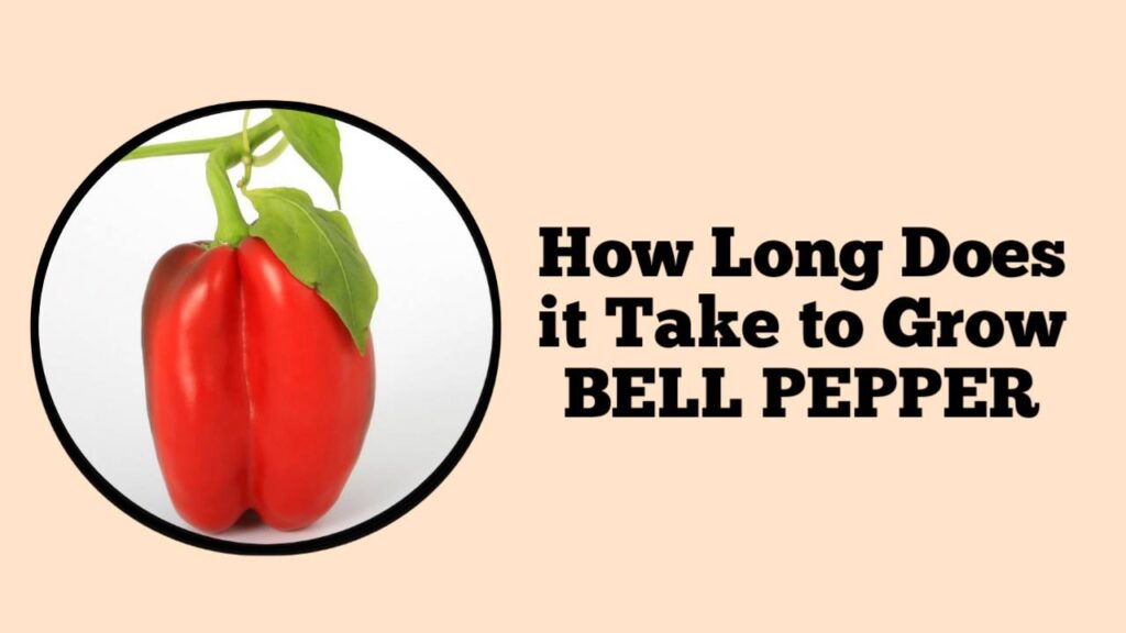 How Long Does it Take To Grow Bell Pepper