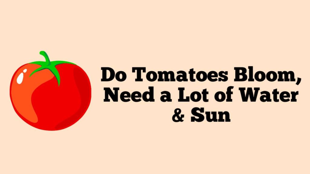 Do Tomatoes Bloom Need a Lot of Water & Sun