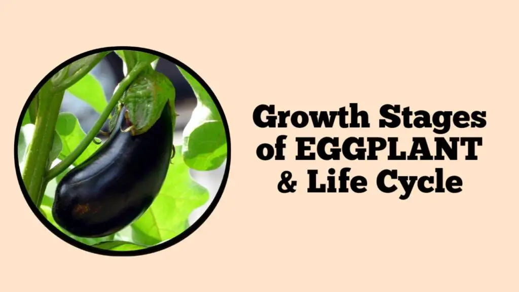 Growth Stages of Eggplant, Life Cycle
