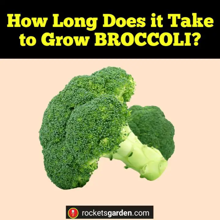 How Long Does it Take to Grow Broccoli?