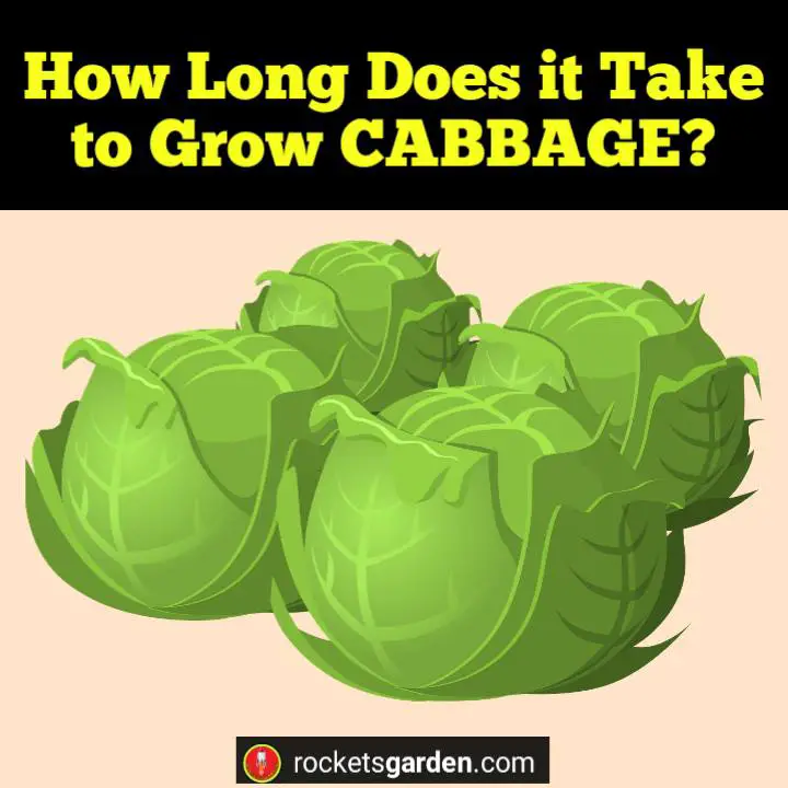 How Long Does it Take to Grow Cabbage?