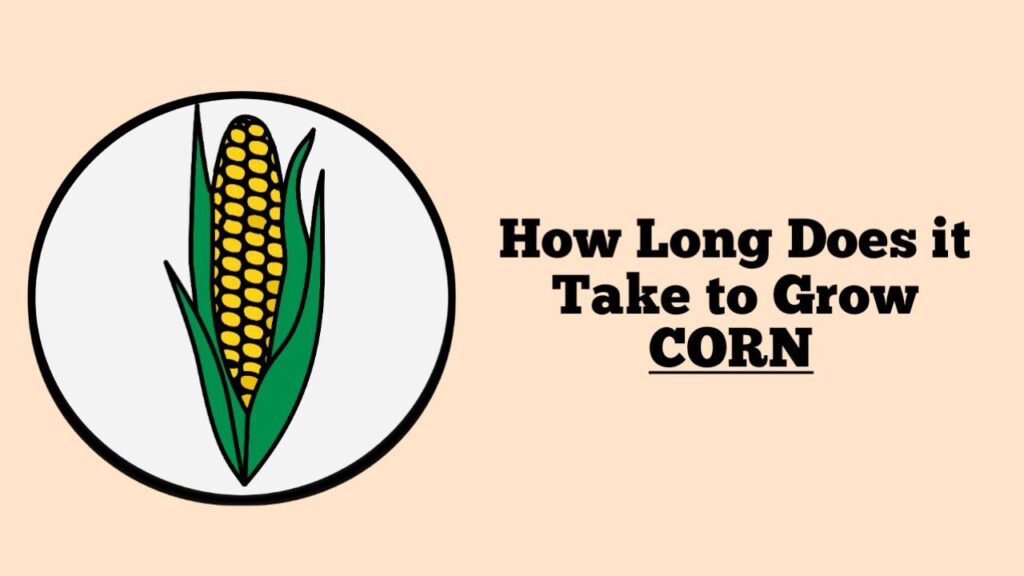 How Long Does it Take to Grow Corn