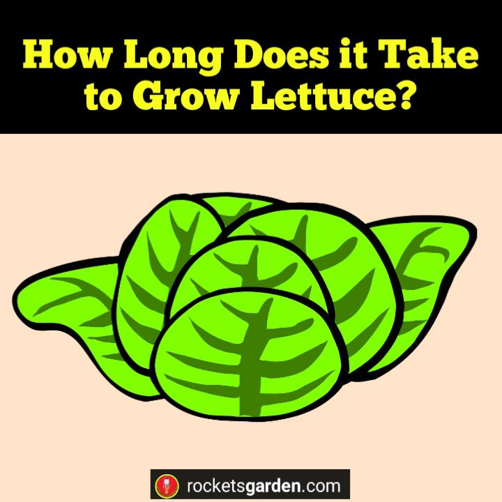 How Long Does it Take to Grow Lettuce