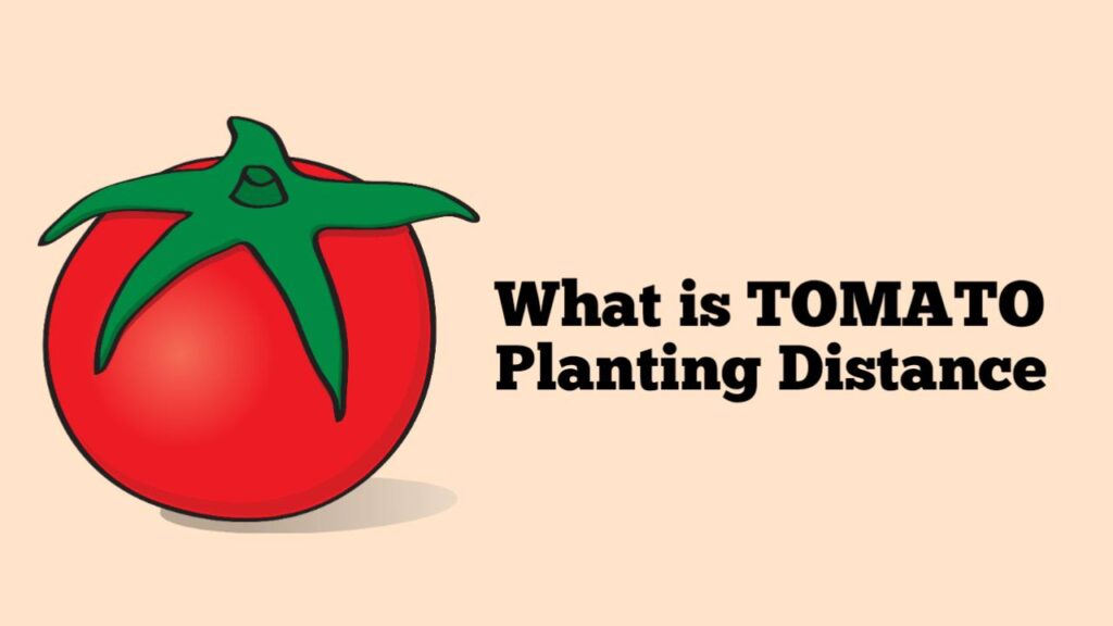 What is Tomato Planting Distance