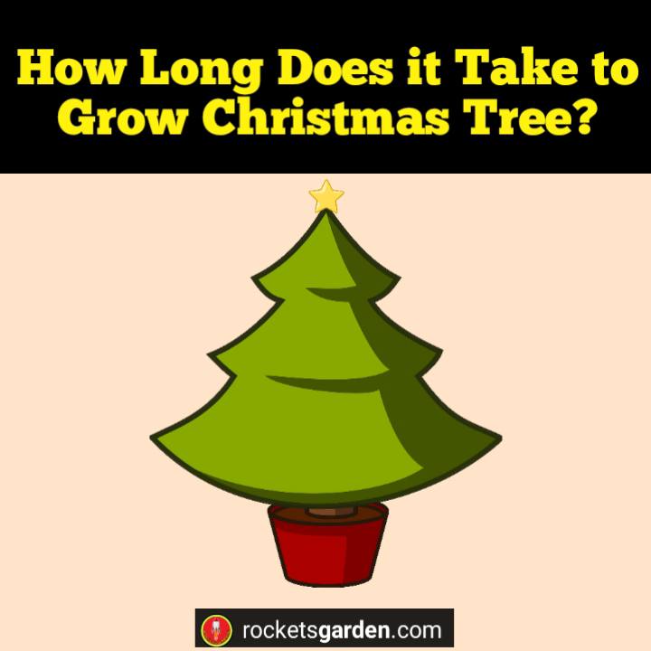 How Long Does it Take to Grow Christmas Tree