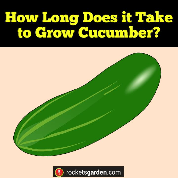 How Long Does it Take to Grow Cucumber