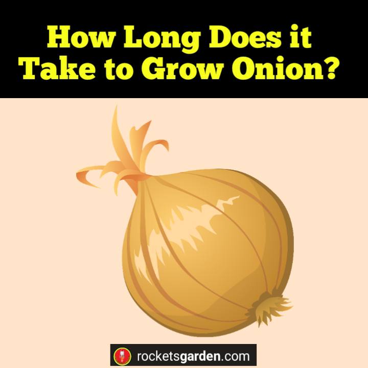 How Long Does it Take to Grow Onion