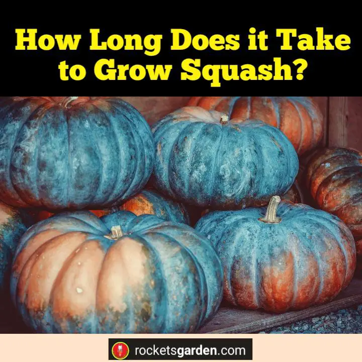 How Long Does it Take to Grow Squash