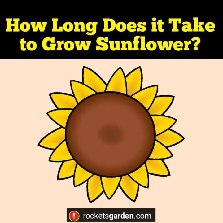 how long do sunflowers take to grow