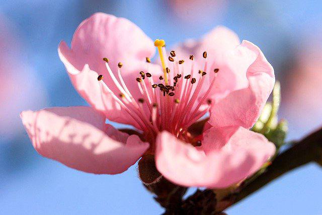 What does a peach tree flowers look like