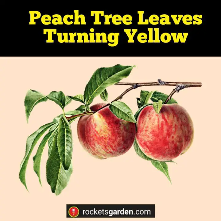 Peach Tree Leaves