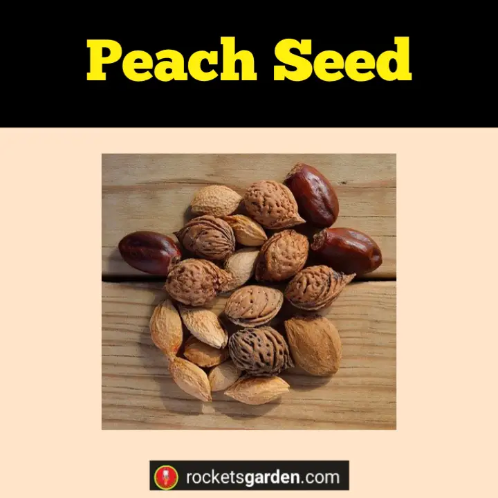Peach Seed
