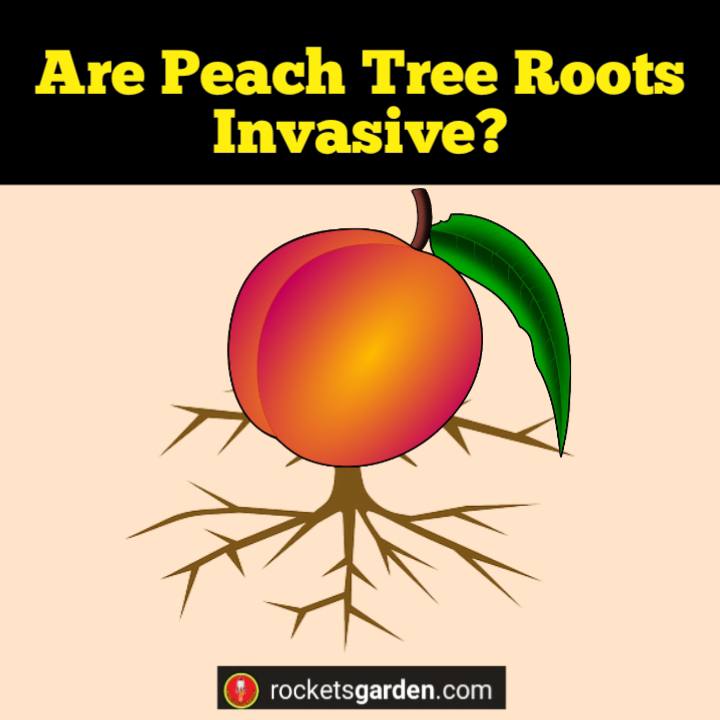 are peach tree roots invasive