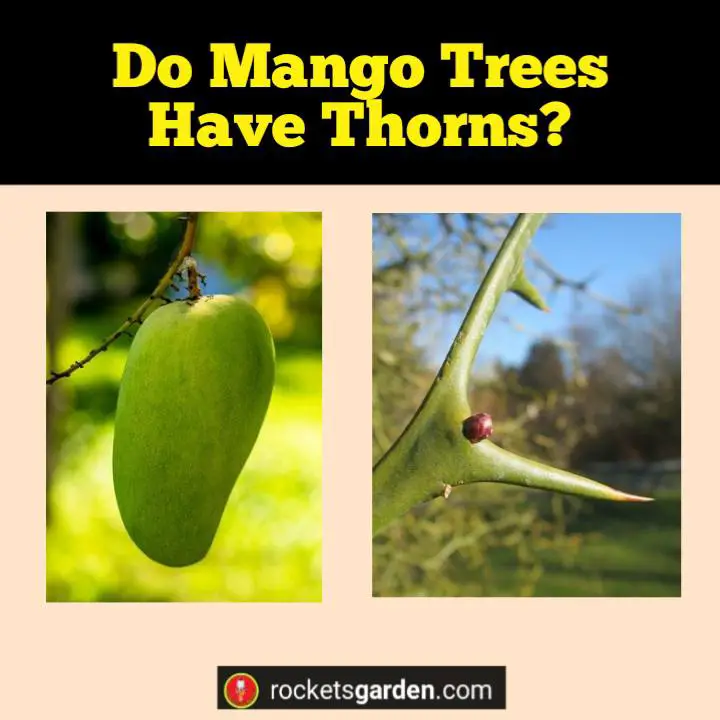 do mango trees have thorns