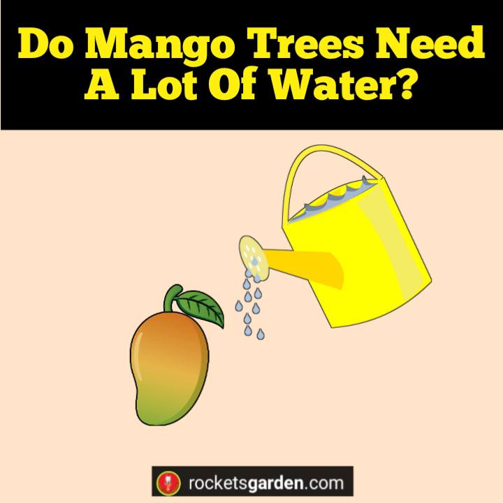 do mango trees need a lot of water
