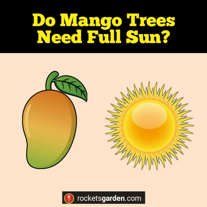 do mango trees need full sun