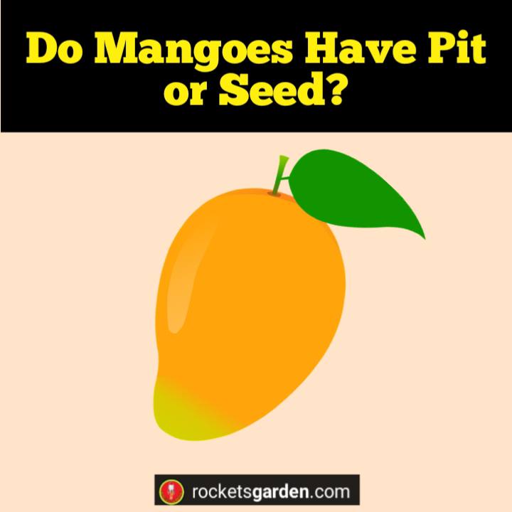 do mangoes have pit or seed